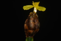 Xyris tennesseensis