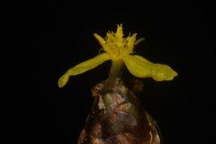 Xyris tennesseensis