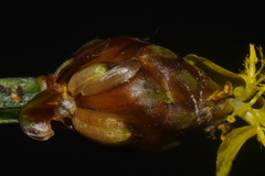 Xyris tennesseensis