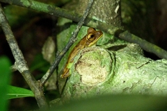 Boana freicanecae