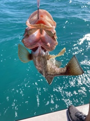 Epinephelus morio