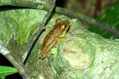Boana freicanecae