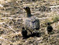 Pterocles quadricinctus