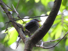 Lipaugus vociferans