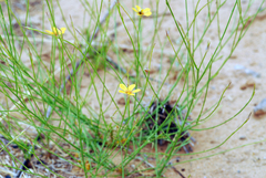 Linum aristatum
