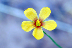 Linum aristatum