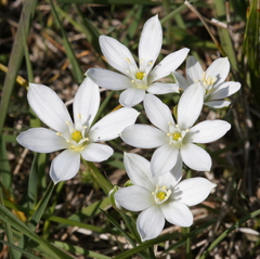 Ornithogalum orthophyllum