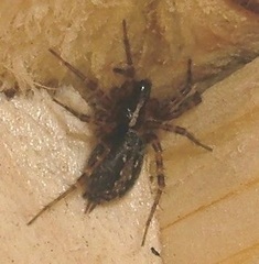 Textrix denticulata