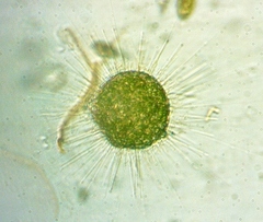 Acanthocystis turfacea