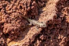 Sceloporus magister cephaloflavus