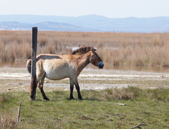 Equus ferus przewalskii
