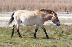 Equus ferus przewalskii