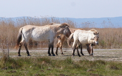 Equus ferus przewalskii