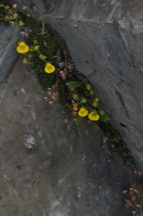 Calceolaria tenella