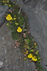 Calceolaria tenella