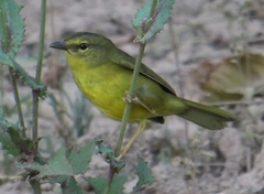 Myiothlypis bivittata