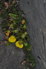 Calceolaria tenella