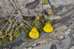 Calceolaria tenella