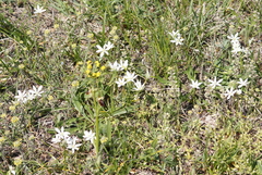 Ornithogalum orthophyllum