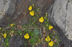 Calceolaria tenella