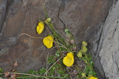 Calceolaria tenella