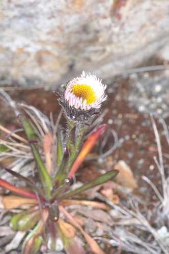 Erigeron myosotis, photograph 2