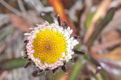 Erigeron myosotis