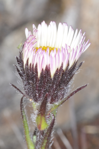 Erigeron myosotis, photograph 3