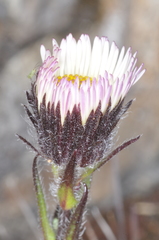 Erigeron myosotis