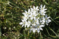 Ornithogalum orthophyllum
