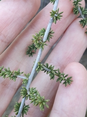 Asparagus acutifolius