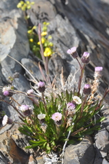 Erigeron myosotis