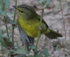Myiothlypis bivittata