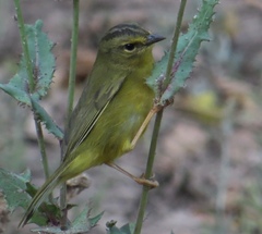 Myiothlypis bivittata
