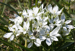 Ornithogalum orthophyllum