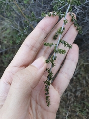 Asparagus acutifolius