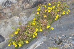 Calceolaria tenella
