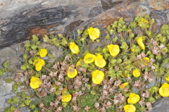 Calceolaria tenella