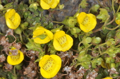 Calceolaria tenella