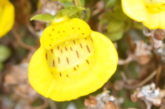 Calceolaria tenella