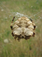 Araneus grossus
