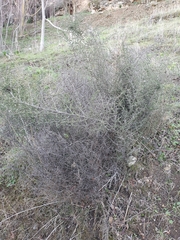 Asparagus acutifolius