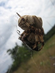Araneus grossus