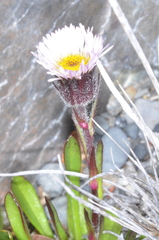 Erigeron myosotis