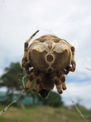Araneus grossus