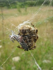 Araneus grossus