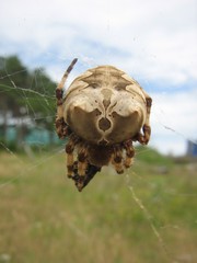 Araneus grossus