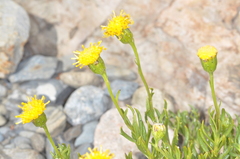 Senecio arnottii