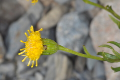 Senecio arnottii