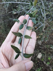 Olea europaea europaea